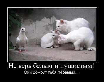 котэ88.jpg
