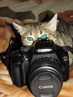 котэ94.jpg