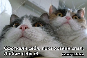 котэ100.jpg