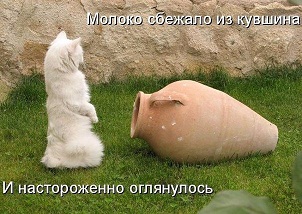котэ102.jpg