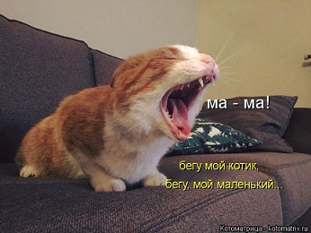 котэ105.jpg
