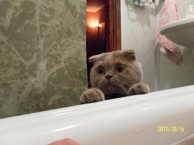 котэ110.jpg