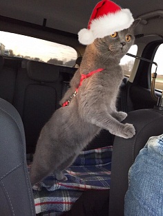 котэ112.jpg