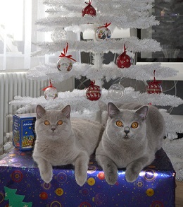 котэ114.jpg