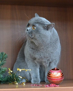 котэ115.jpg