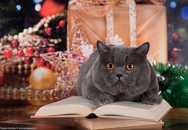 котэ116.jpg
