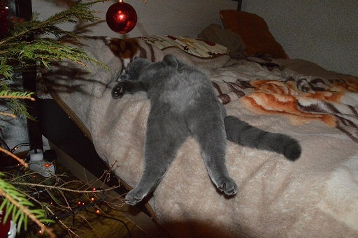 котэ119.jpg