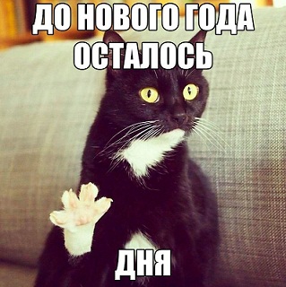 котэ120.jpg