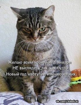 котэ122.jpg
