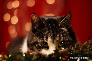 котэ123.jpg