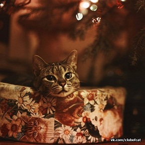 котэ127.jpg