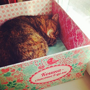 котэ128.jpg