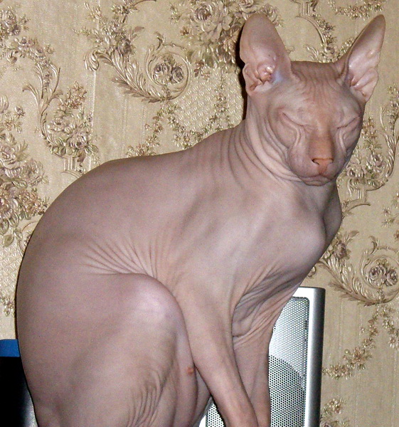 IMGP1697.jpg IMGP1697.jpg