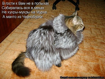 котэ131.jpg
