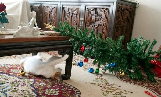 котэ132.jpg