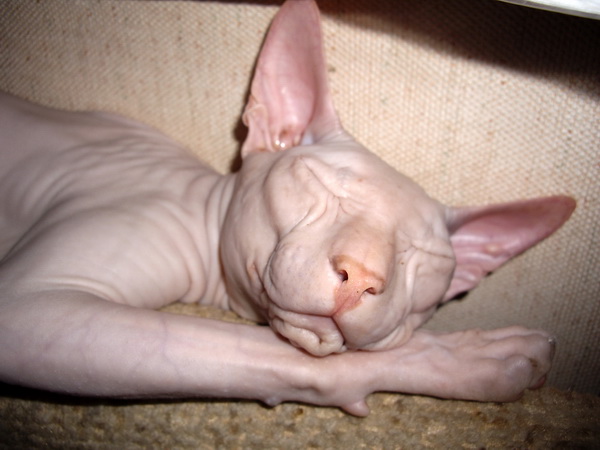 IMGP1778.jpg IMGP1778.jpg