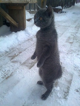 котэ133.jpg