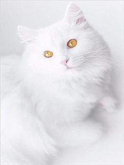 котэ134.jpg