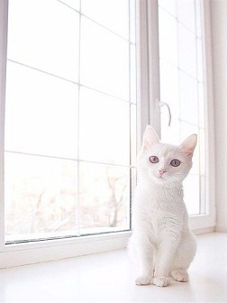 котэ135.jpg