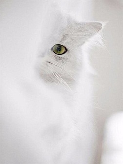 котэ136.jpg