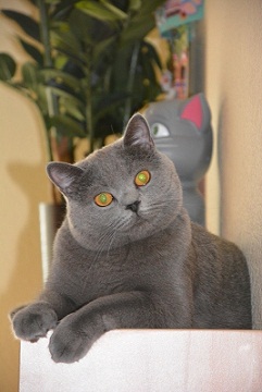 котэ137.jpg
