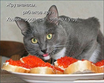 котэ138.jpg