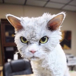 котэ146.jpg