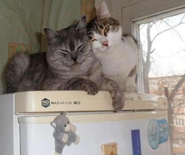 котэ139.jpg