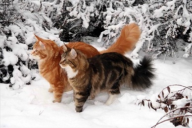 котэ143.jpg