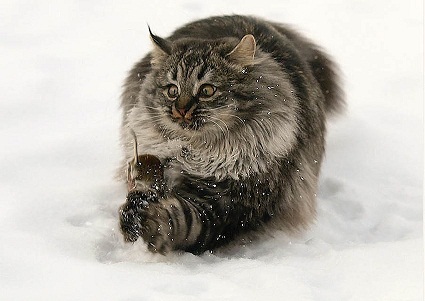 котэ144.jpg