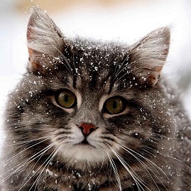 котэ145.jpg