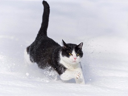 котэ142.jpg
