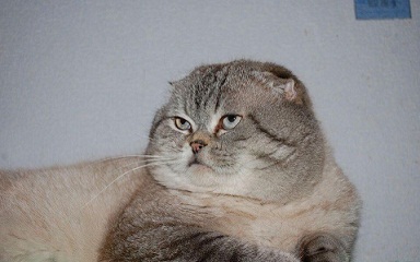 котэ147.jpg