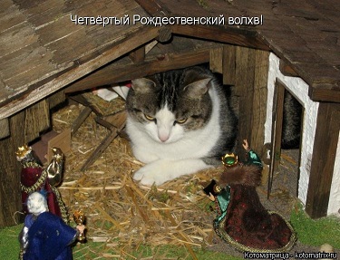 котэ148.jpg