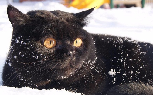 котэ149.jpg