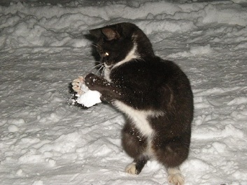 котэ150.jpg