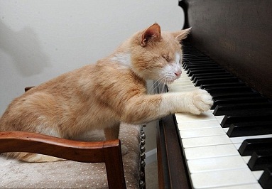 котэ162.jpg