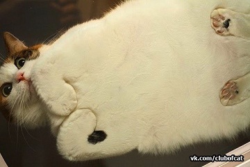 котэ153.jpg
