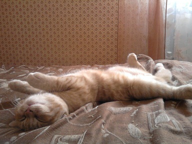 котэ159.jpg