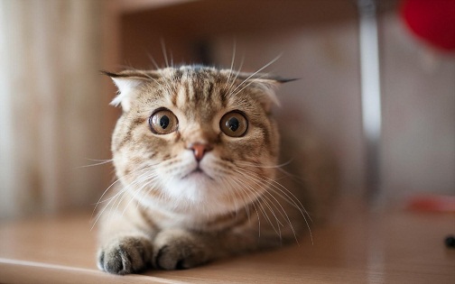 котэ160.jpg