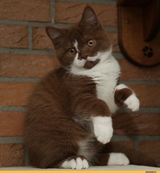 котэ163.jpg