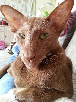 котэ164.jpg