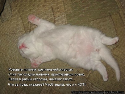 котэ165.jpg