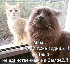 котэ168.jpg