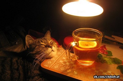 котэ169.jpg