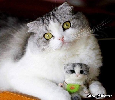 котэ170.jpg