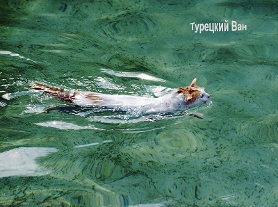 турецкий ван2.jpg