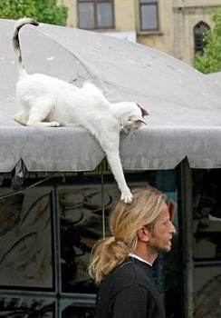 котэ172.jpg