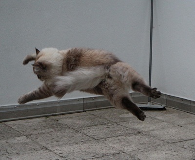 котэ173.jpg