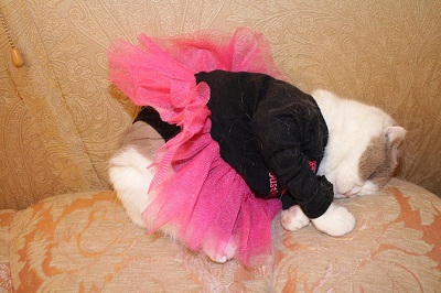 котэ174.jpg